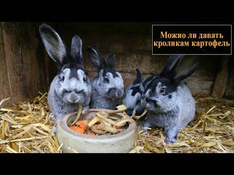 Как кормить кроликов картошкой: правила питания, рецепты мешанки с корнеплодом
