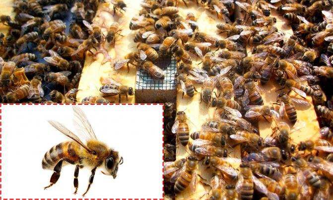 Пчелы карника: отзывы пчеловодов, характеристики и особенности породы. разновидности: пешец, тройзек, скленар, холсберг