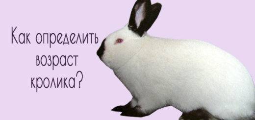Как оценить возраст кролика по человеческим меркам?