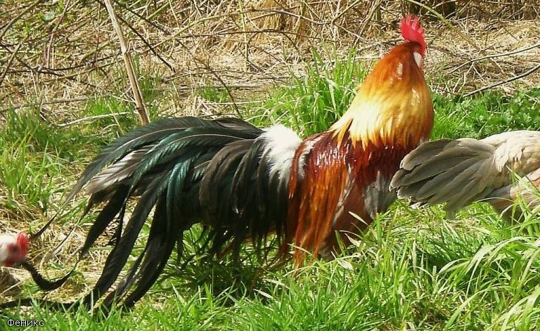 Феникс порода кур: описание петуха и курицы, характеристика и разведение