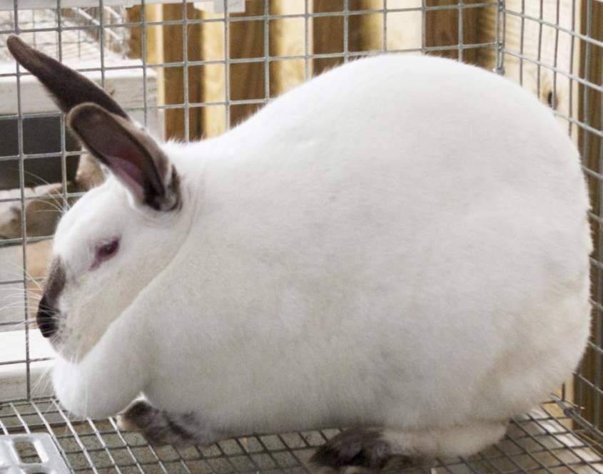Выращивание и разведение кроликов калифорнийской породы