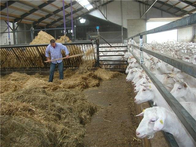 Сколько сена нужно козе на зиму, чем кормить животное