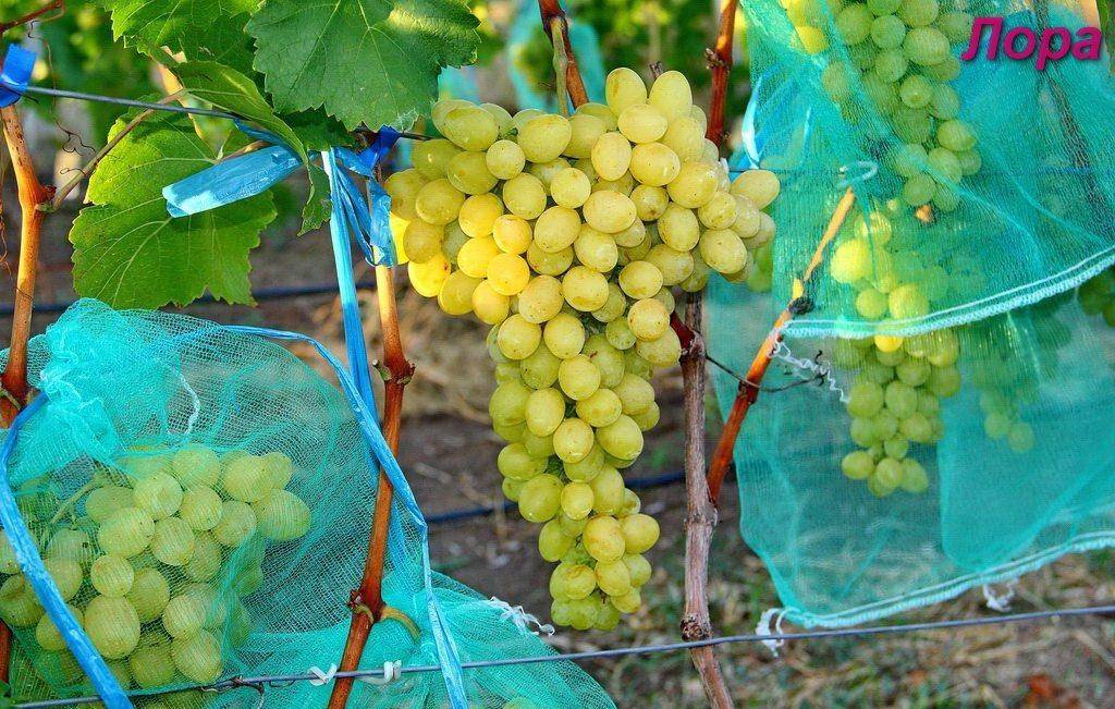 Виноград лора – особенности сорта и техника выращивания + видео