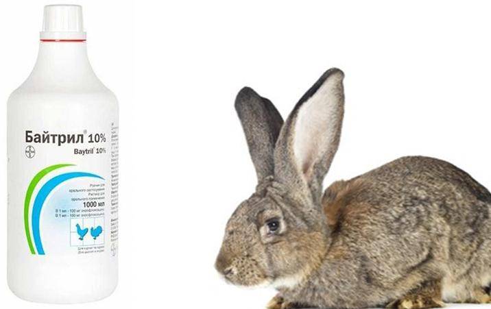 Байтрил для кроликов: инструкция по применению и дозировка.