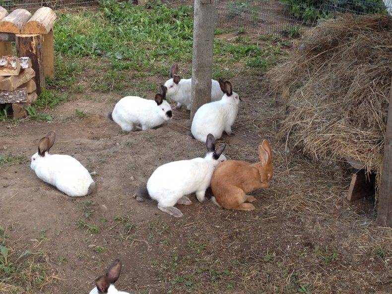 Разведение кроликов в вольерах: особенности, преимущества и недосттки