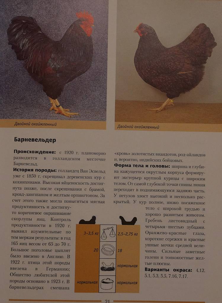 Кубанская красная порода кур, продолжительность яйценоскости несушки (фото)