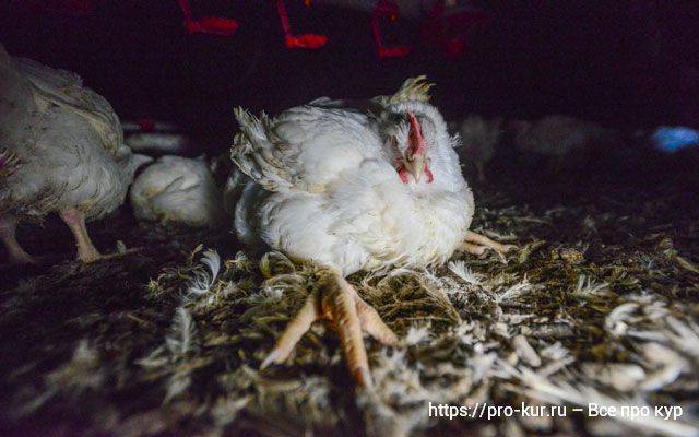 Почему цыплята клюют друг друга до крови: что делать, симптомы и лечение каннибализма