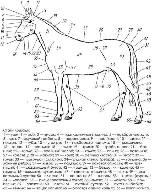 Части лошади: описание и особенности частей тела лошади