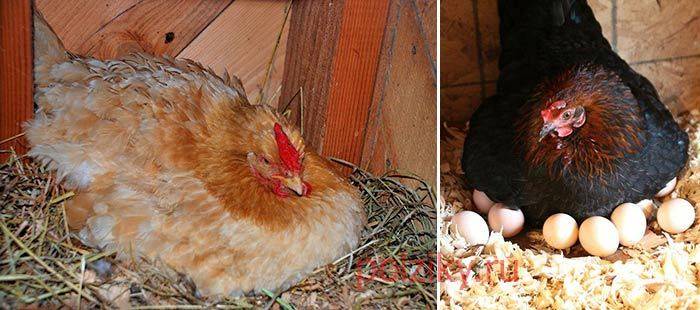 Тонкости процесса выведения цыплят из-под курицы
