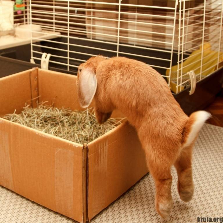 Как ухаживать за кроликом: питание и поддержание чистоты