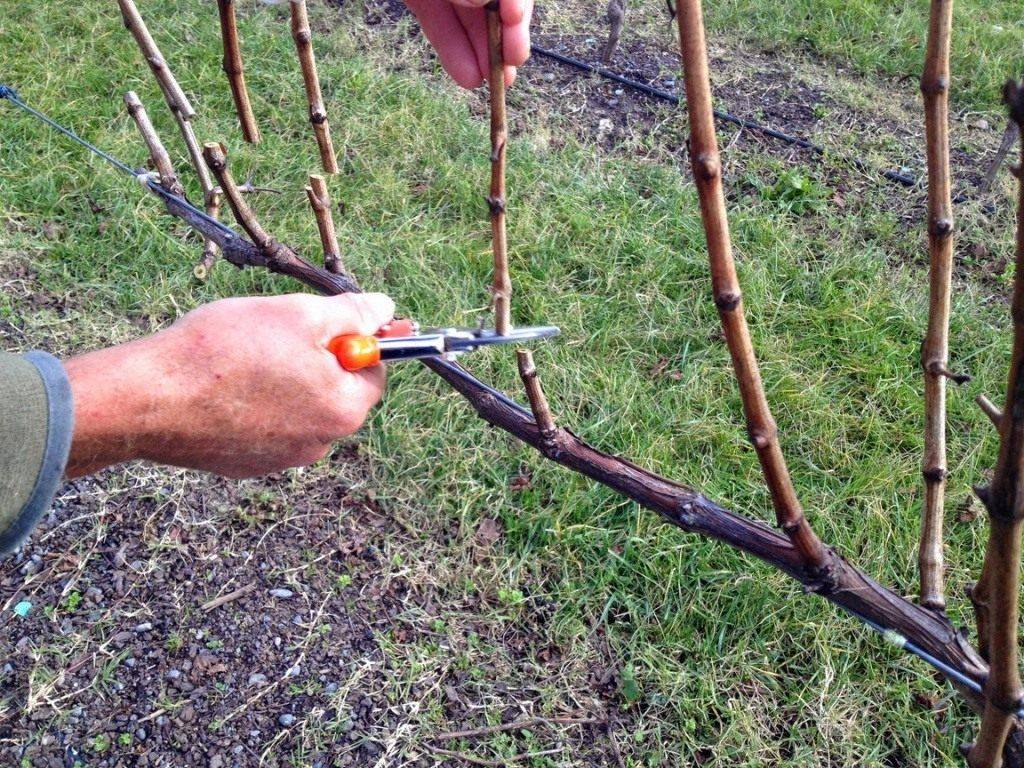Обрезка винограда весной, как правильно обрезать лозу