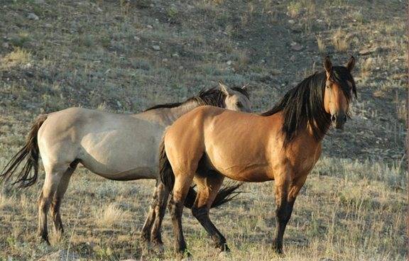 ᐉ дикая лошадь мустанг: как выглядит, история, среда обитания и образ жизни - zooon.ru