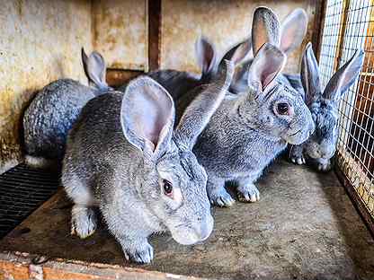 Шиншилловый кролик: описание и характеристика породы, чем отличаются шиншиллы от кролей