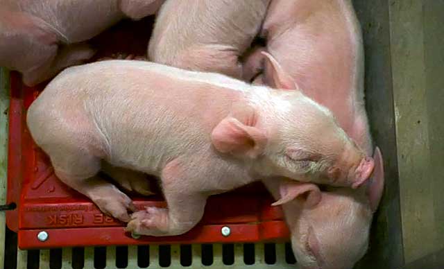 Опорос свиней первый раз: советы новичкам, таблица сроков и сколько поросят рождается