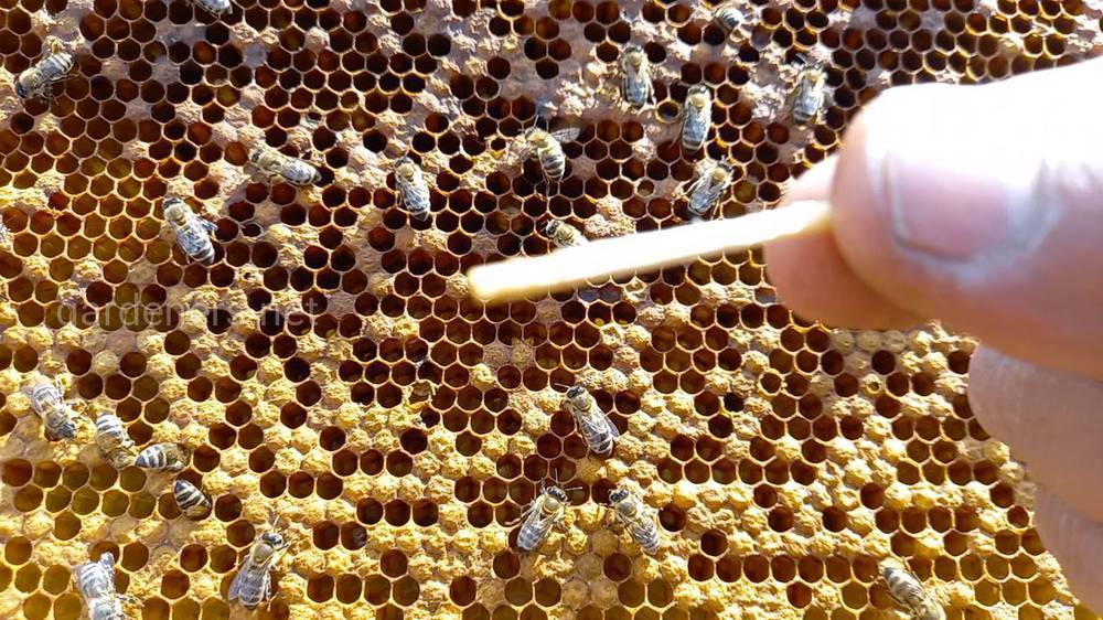 Гнилец у пчел – разновидности, признаки, как лечить