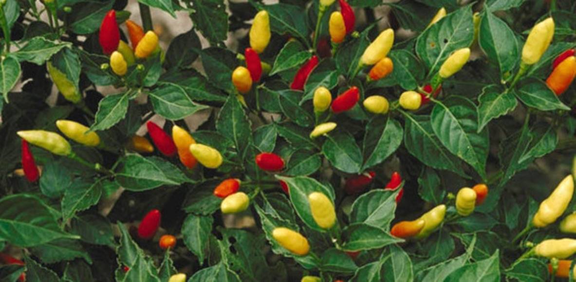 Гарантированный урожай здоровых и нежных плодов — огурец феникс f1: описание сорта и характеристика