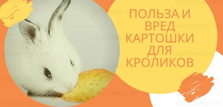 Можно ли кроликам давать сырой картофель, варёный, ботву