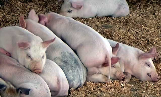 5 наиболее частых инфекционных заболеваний у свиней - белагроген - производитель ветеринарных препаратов