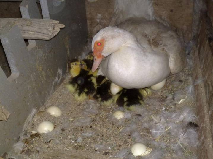 Когда начинают нестись утки: возраст и сколько яиц дают в год в домашних условиях