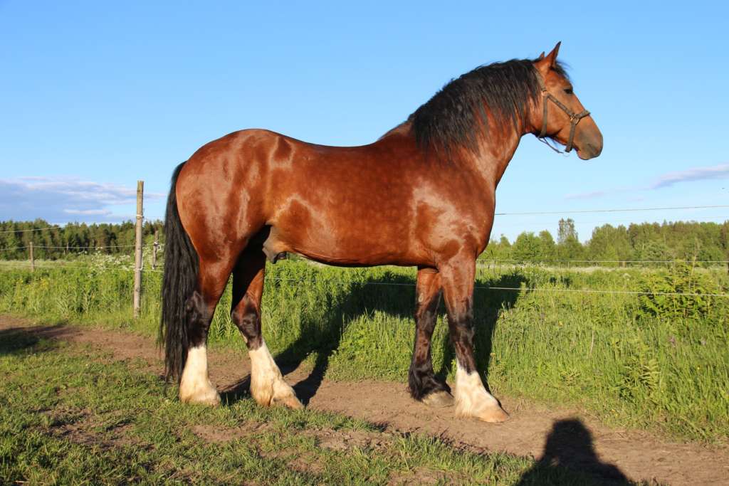 Русский тяжеловоз. описание породы лошадей с фото и видео