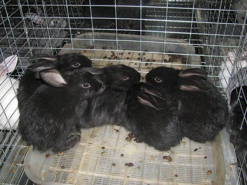Кролиководство для начинающих