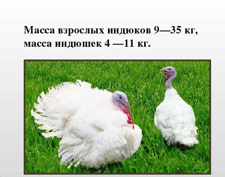 Индюки белые широкогрудые – характеристика, содержание, плюсы и минусы.