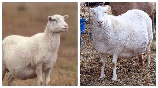 Беременность овец: окот и подготовка к ягнению