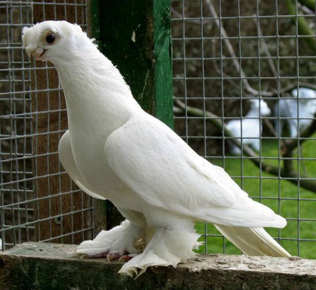 Узбекские голуби — виды голубей, экстерьер, особенности разведения