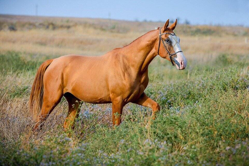 Донская лошадь: описание породы, особенности разведения и ухода