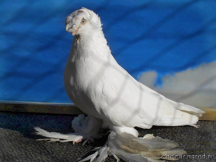 Узбекские голуби: гульбадам, уды, руяны, малля, капкан-чины, челкари