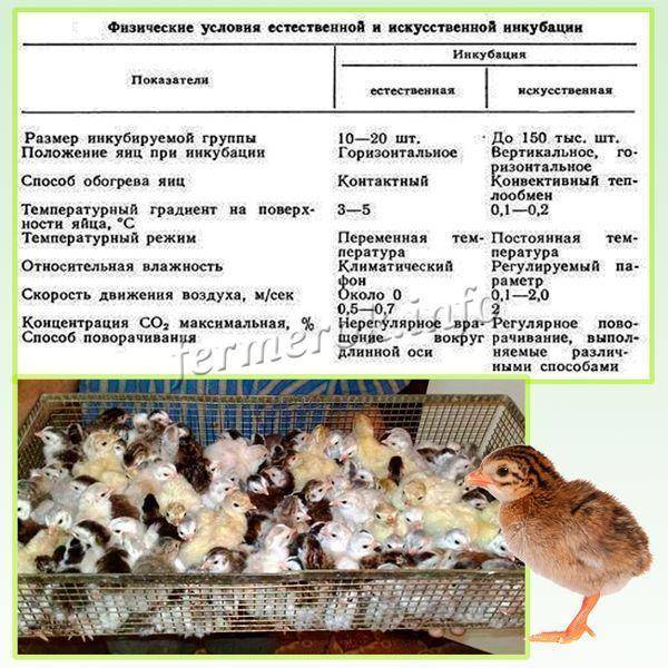 Правила отбора и проверки: как хранить яйца для инкубации, чтобы вывелось здоровое куриное потомство?
