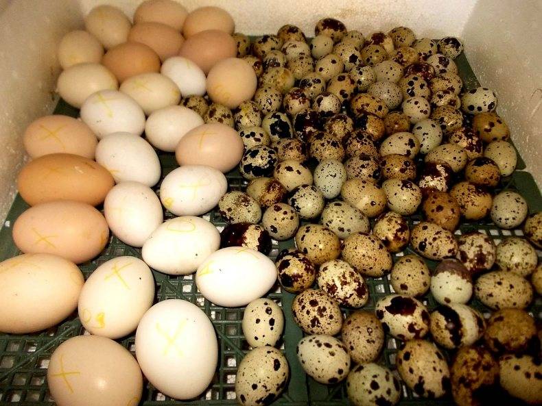 Инкубация перепелиных яиц - секреты, нюансы, таблицы и график инкубационного периода (видео + 125 фото)