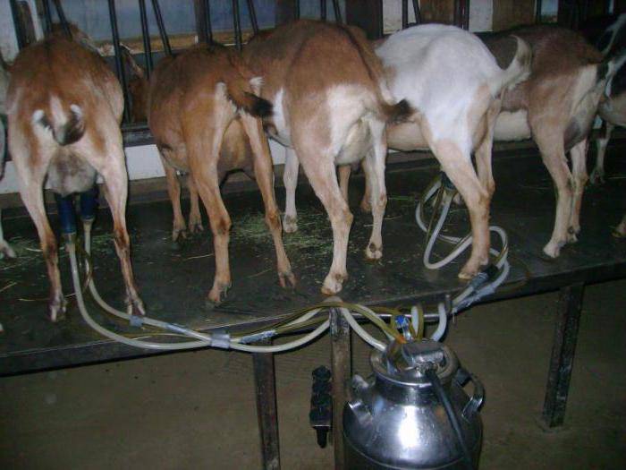 Доильный аппарат для коз: виды, применение, как выбрать