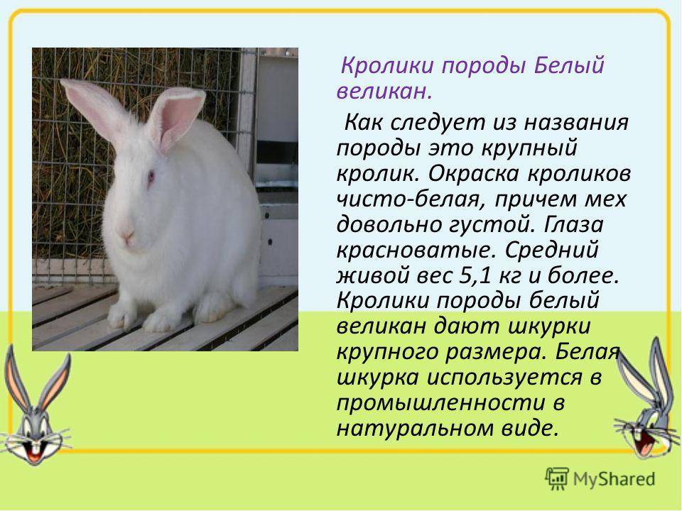 Породы кроликов: обзор и описание самых известных видов