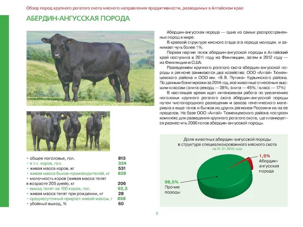 Абердин-ангусская порода коров, описание, условия содержания и кормление крс
