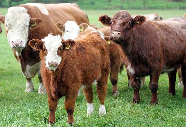 Симментальская порода крс — особенности содержания коров и быков