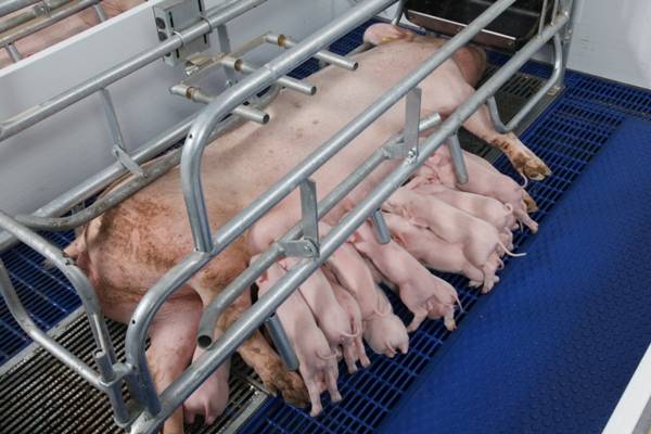 Опорос свиней: подготовка к опоросу, опорос, уход за свиньей и поросятами после опороса