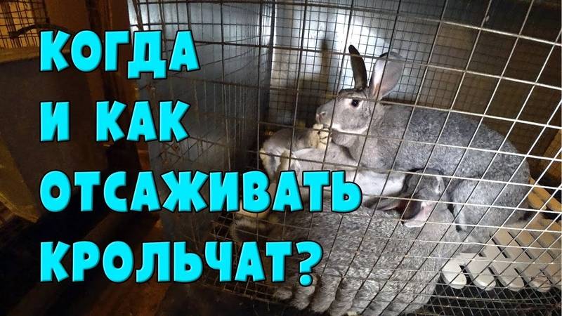 ᐉ когда отсаживать крольчат от крольчихи, в каком возрасте лучше это делать? - zooon.ru