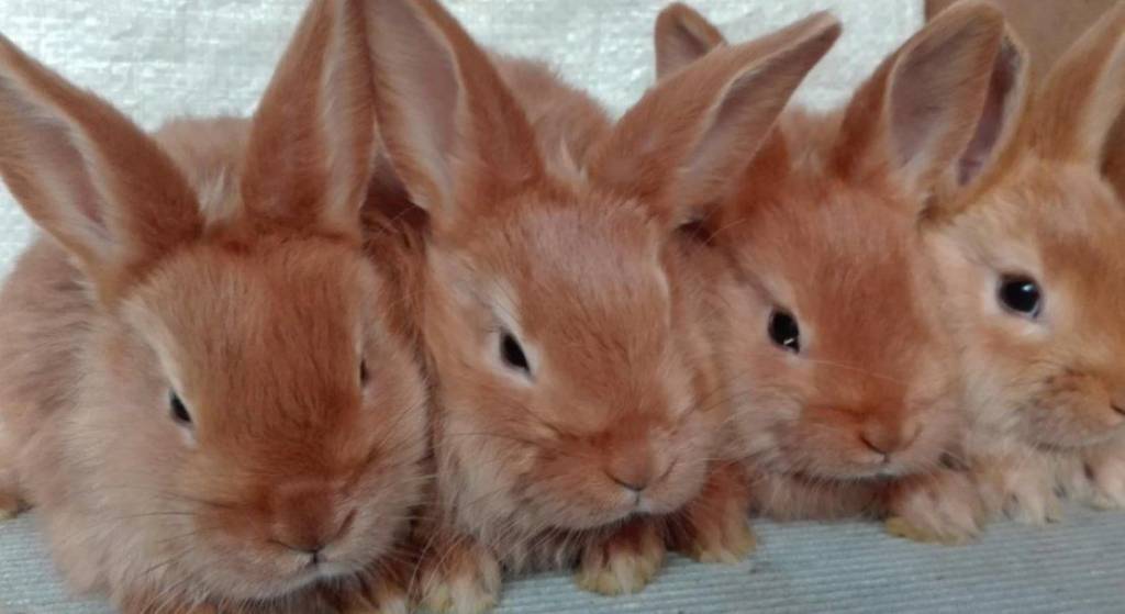 Новозеландская порода кроликов: характеристика, особенности разведения в домашних условиях