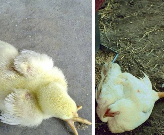 Что такое пуллороз у цыплят и как его лечить?