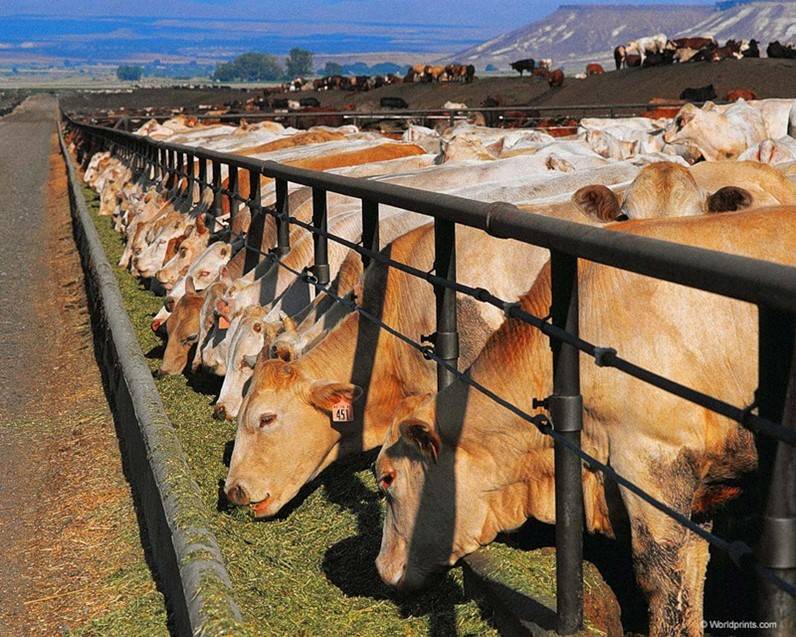 Разведение коров: особенности и актуальные проблемы