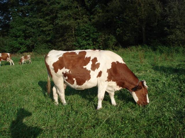 Голштинская корова – самая молочная буренка