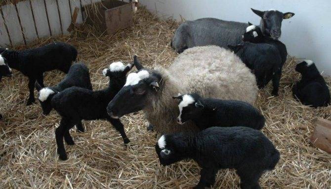 Овцы романовской породы: описание, особенности содержания и разведения