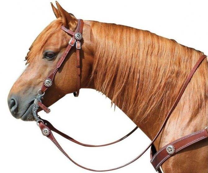 Уздечка для лошади: виды, составляющие, строение