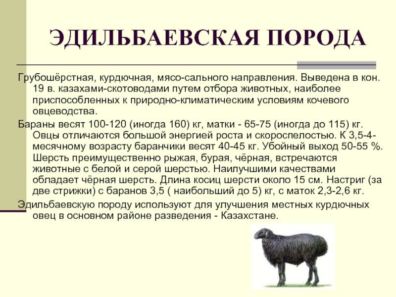 Эдильбаевская порода овец: описание и характеристика, правила содержания, разведения