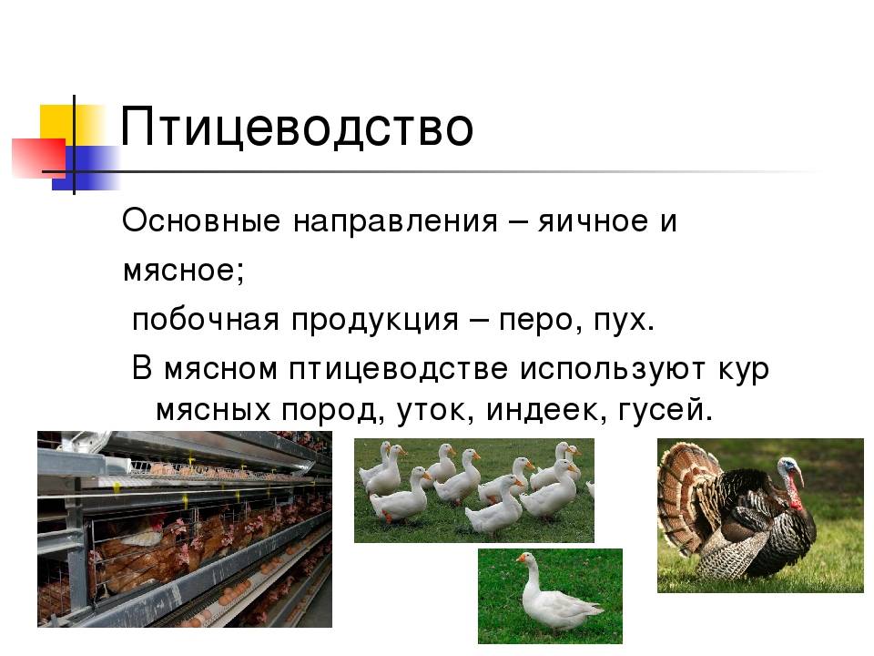 Нюансы сезонного птицеводства на дачном участке | fermers.ru