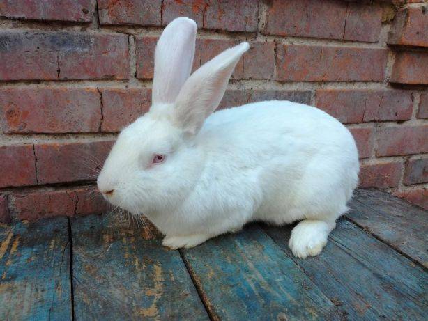 Кролик породы белый паннон: описание, характеристика, разведения и содержания в домашних условиях