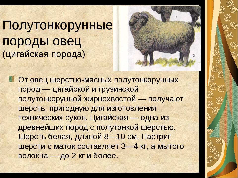 Овца куйбышевской породы: описание, характеристики, отзывы. разведение овец
