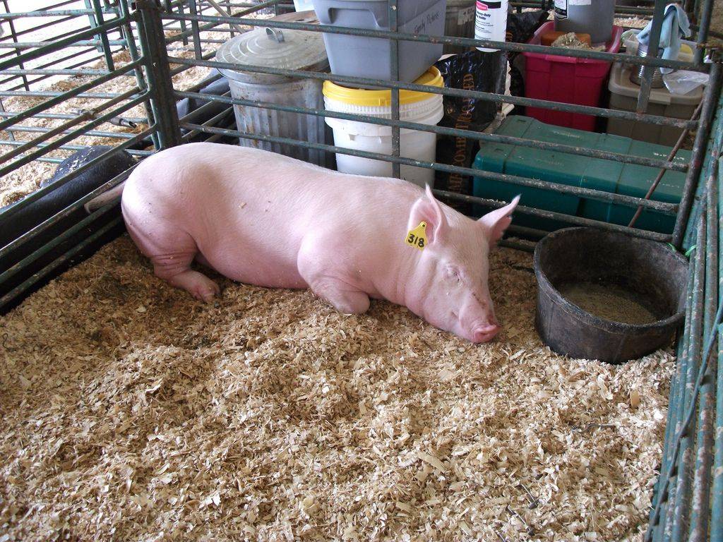 Разведение свиней: преимущества и недостатки этого бизнеса ао "витасоль"