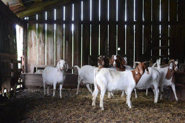 Бурские козы: описание породы с фото, продуктивность, содержание, уход и разведение